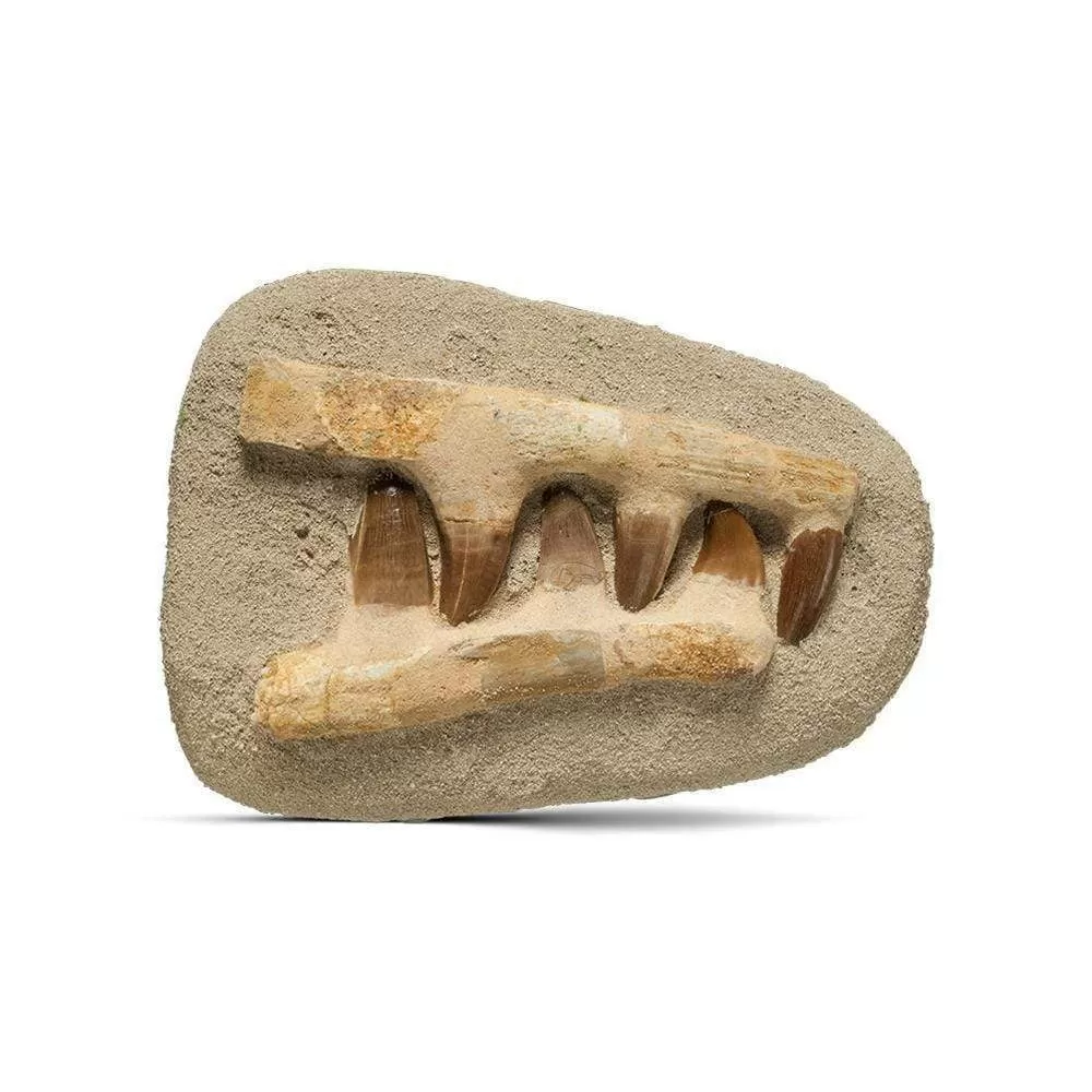 Genuine Morocco Mosasaurs Jaw and Teeth